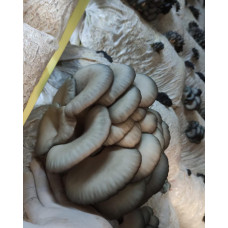 Hypagen istiridye Mantarı miseli 15kg