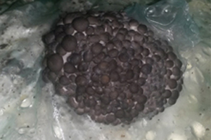 İstiridye Mantarı Nedir?